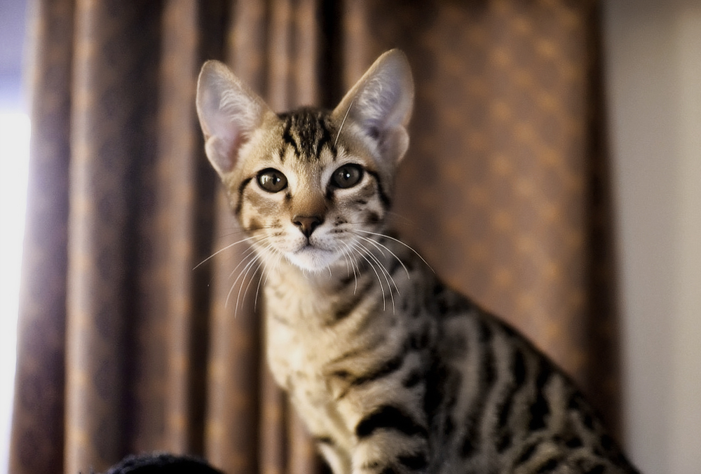 Кошка ашера: самая большая афера в кошачьем мире