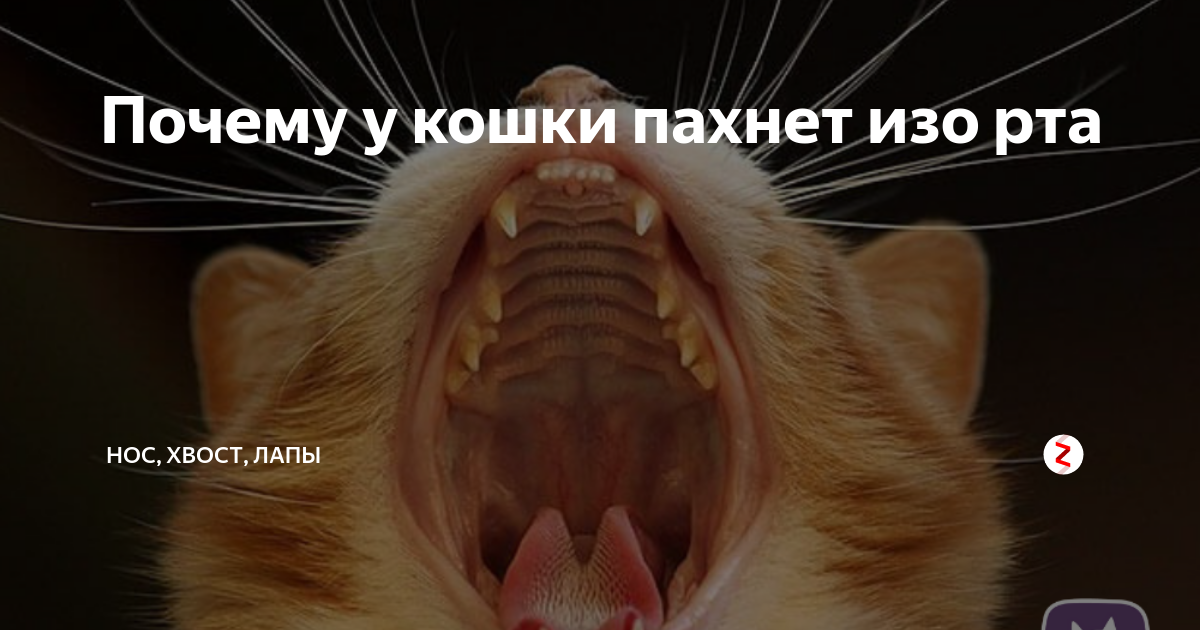 Почему у котов воняет рот