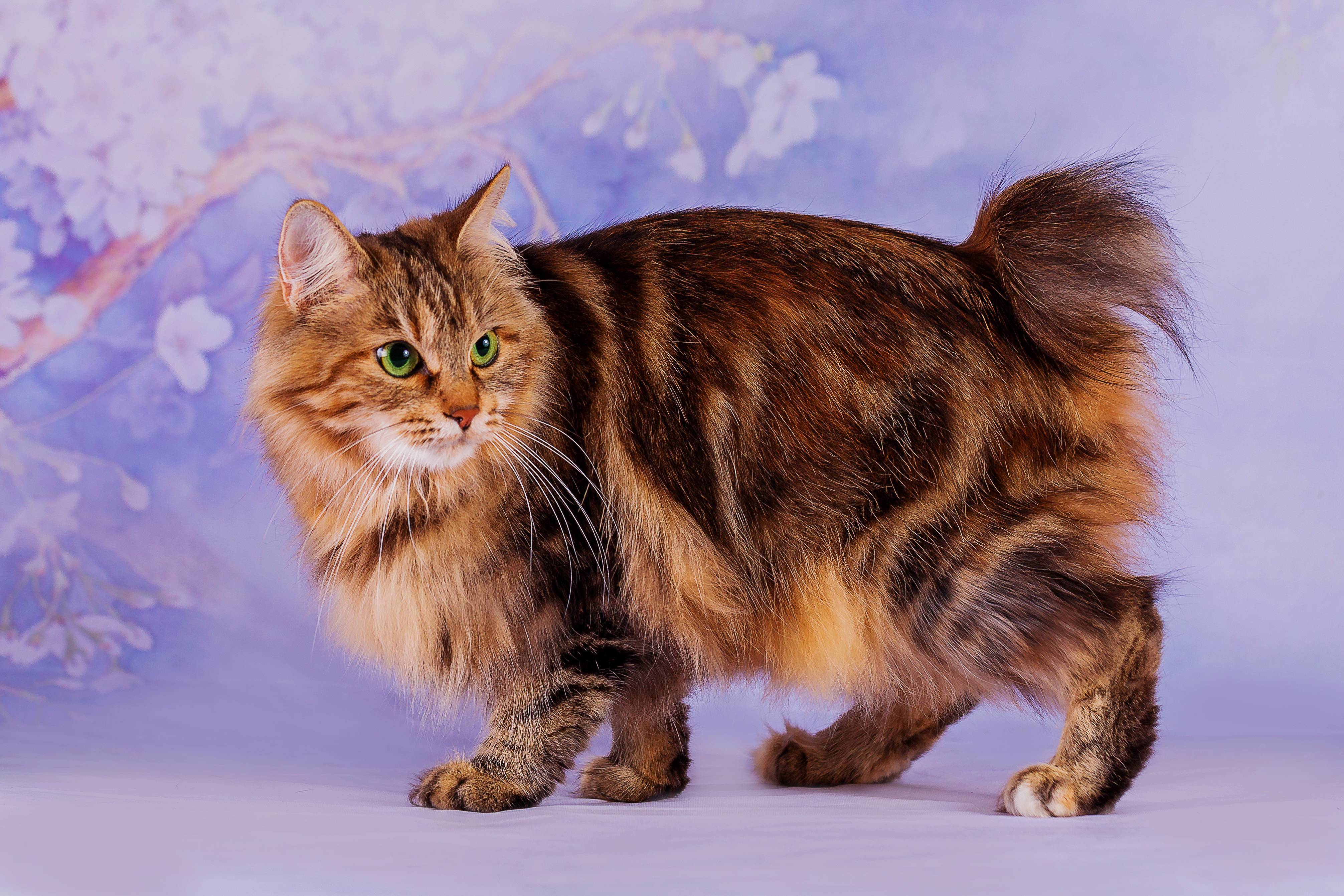 Порода кошки карельский бобтейл: характеристики, фото, характер, правила ухода и содержания