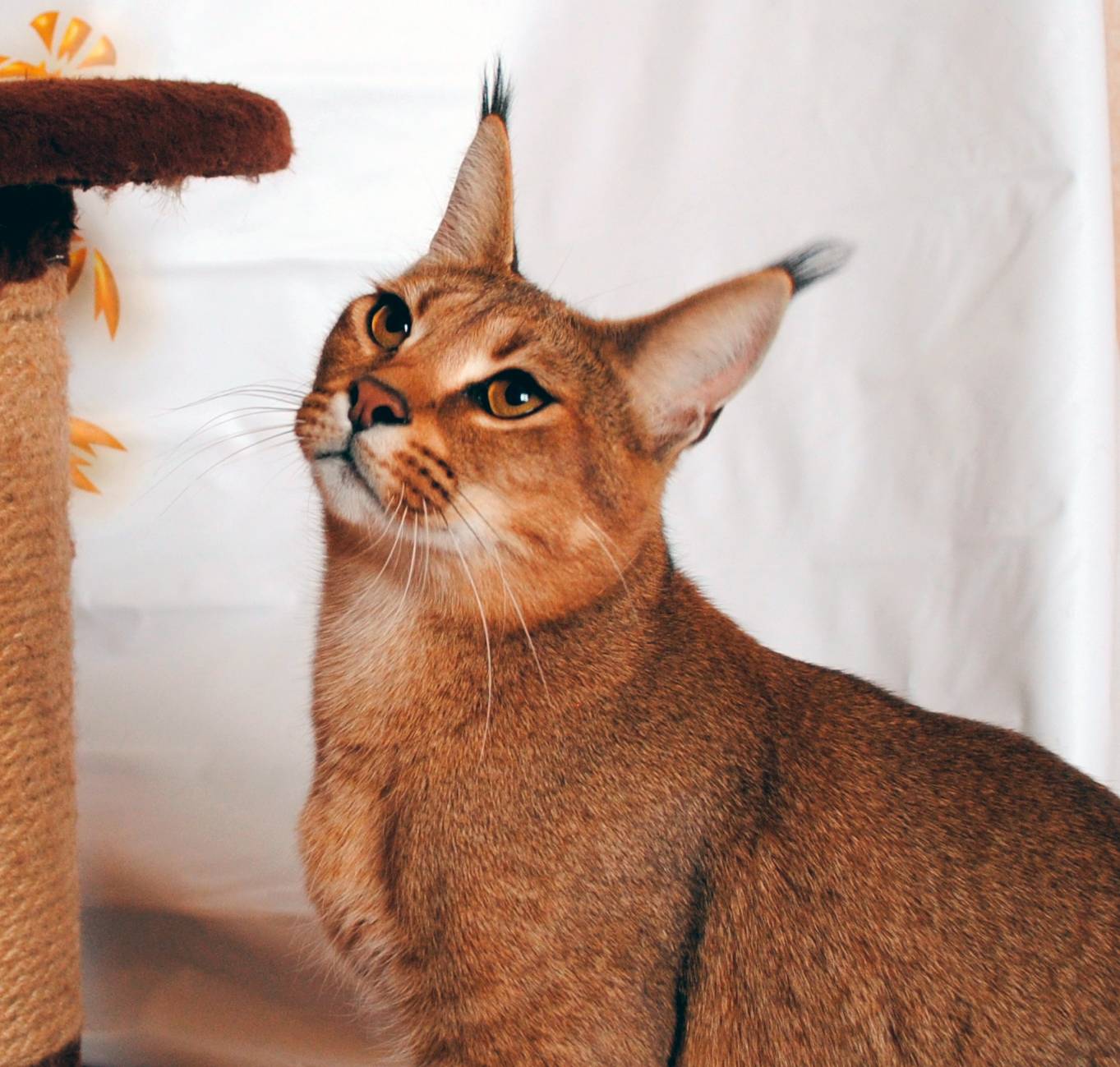 Кошка, похожая на рысь: порода, домашняя, фото, с кисточками на ушах