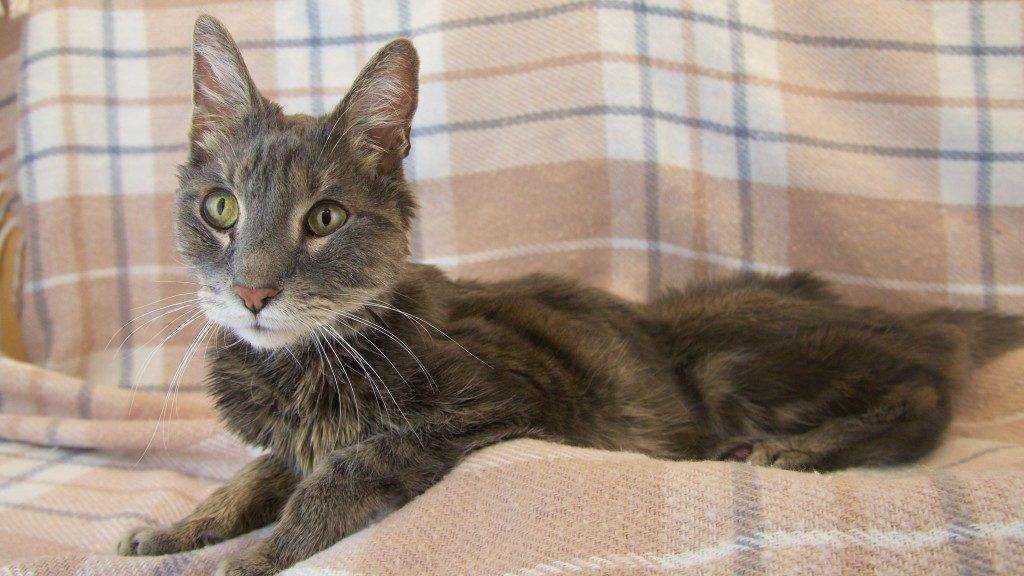 Инсульт у кошек: симптомы и первые признаки, что делать, лечение в домашних условиях, восстановление
