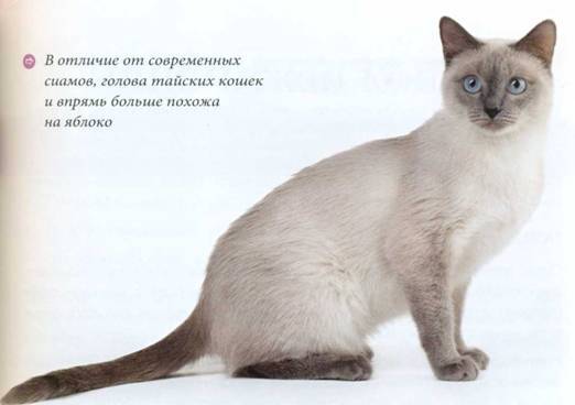 Сиамская кошка: описание породы, характер и повадки, отзывы владельцев, фото, выбор котенка, отличие от тайских котов