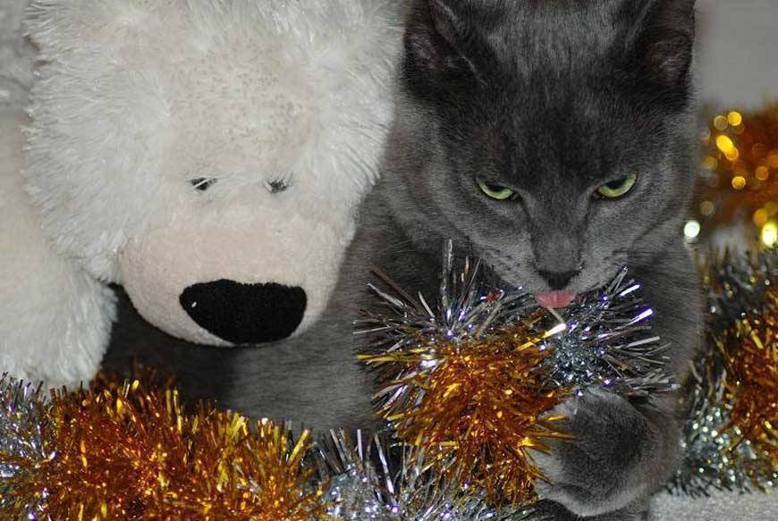 Кот съел дождик с елки: что делать и нужно ли беспокоиться | кот и кошка