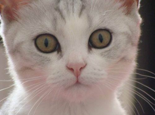 Уход за британскими котятами, основные правила и советы, фото, видео