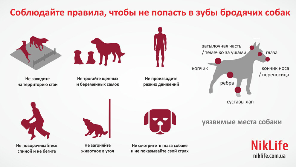 Причины и способы лечения недержания мочи у собак