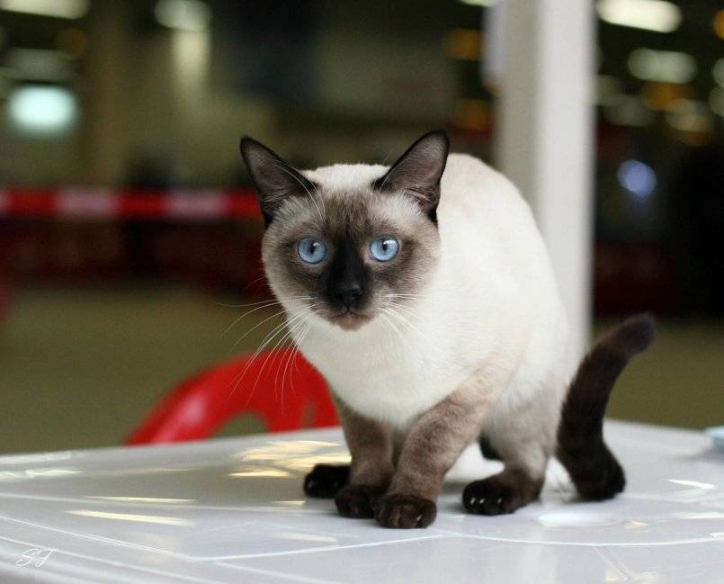 Тайские кошки — описание породы и характер