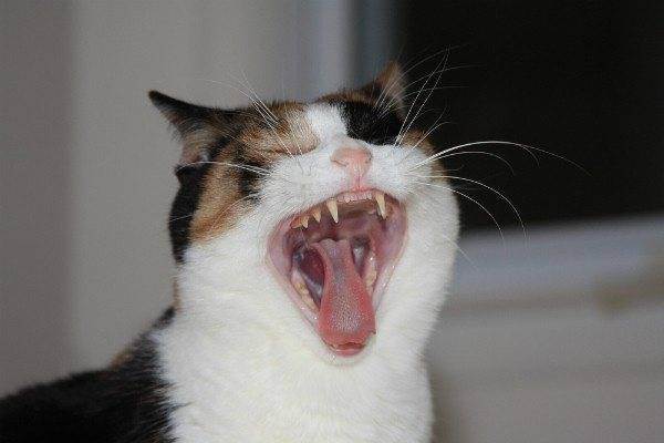 Зубной камень у кошки: причины, лечение и профилактика