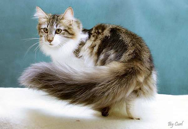 Пушистые породы кошек: топ 10 с фотографиями и названиями