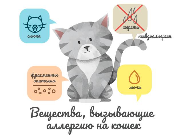 Аллергия на кошек у детей | nutrilak