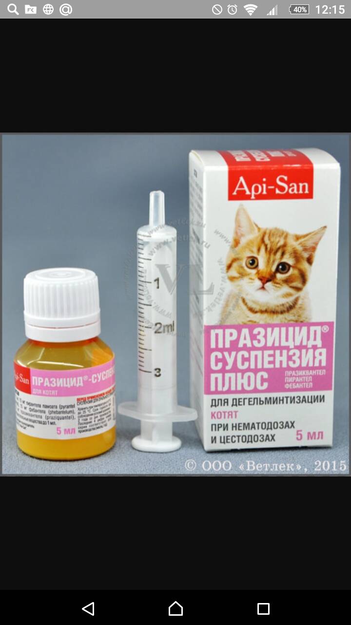 Как вывести глистов у кошки в домашних условиях – обзор современных препаратов
