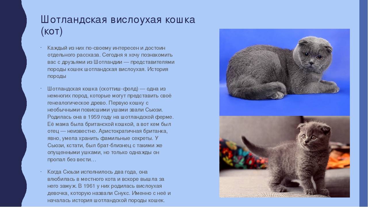 Лиловая шотландская вислоухая кошка (15 фото): особенности окраса, характеристика породы, содержание
