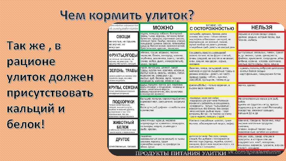 Чем кормить крысу — разрешенные и запрещенные продукты