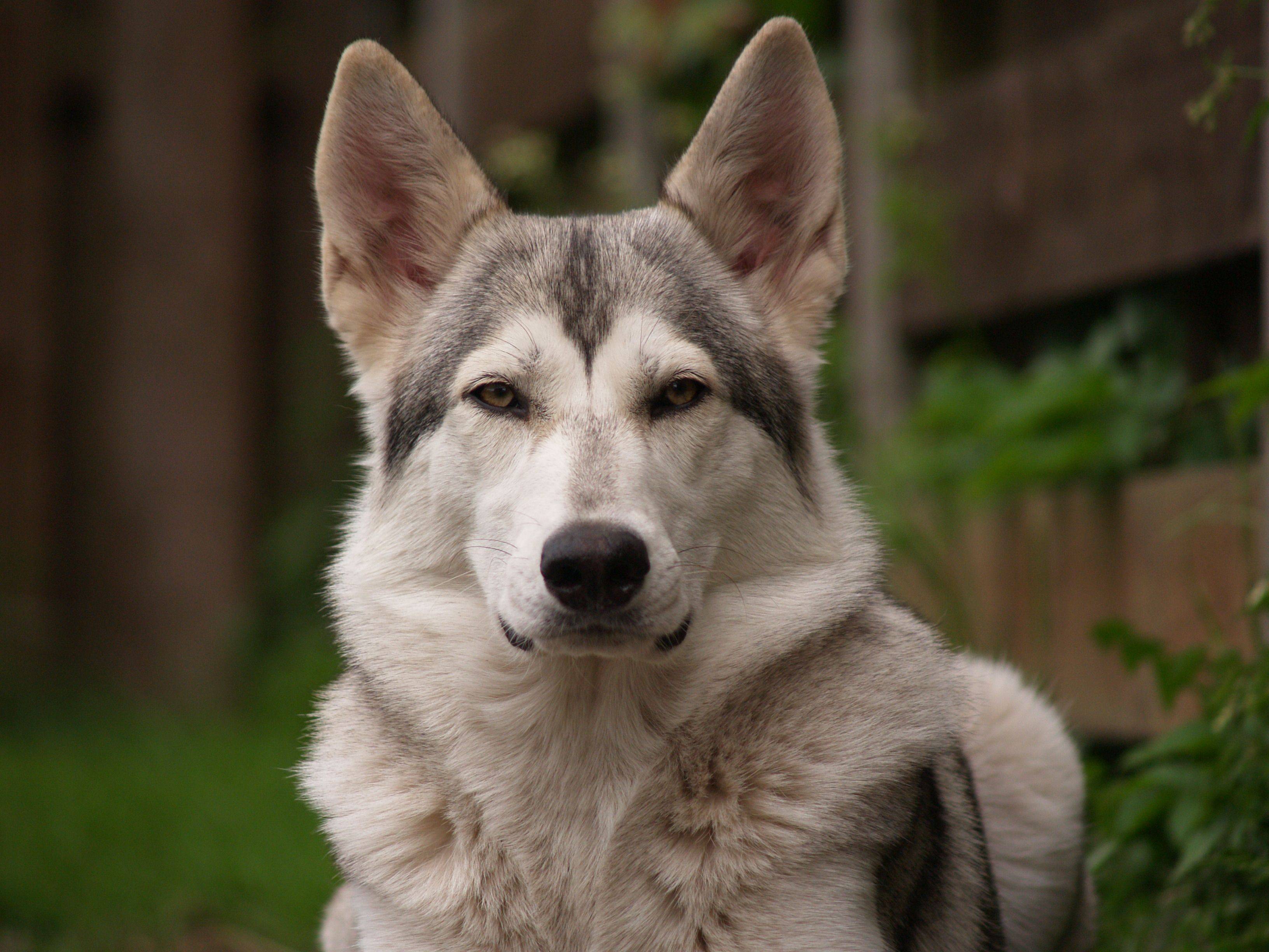 Инуит собака. описание, особенности, уход и цена инуита | животный мир
