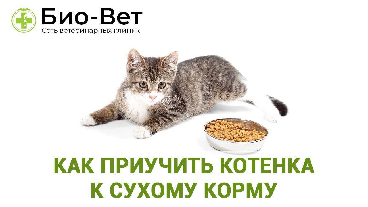 Можно кормить котят сухим кормом. Как перевести кошку на сухой корм. Как перевести кошку на новый корм. Кошка плохо ест сухой корм. Котенок не ест новый корм.