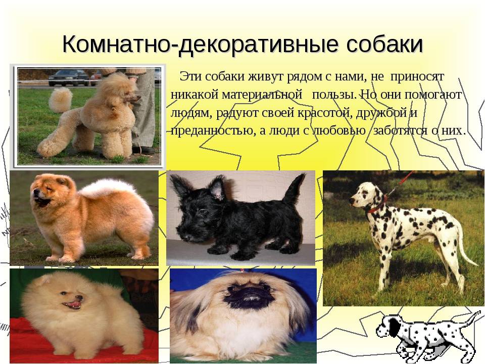 Декоративные породы собак — фотографии, названия, описание комнатных собачек