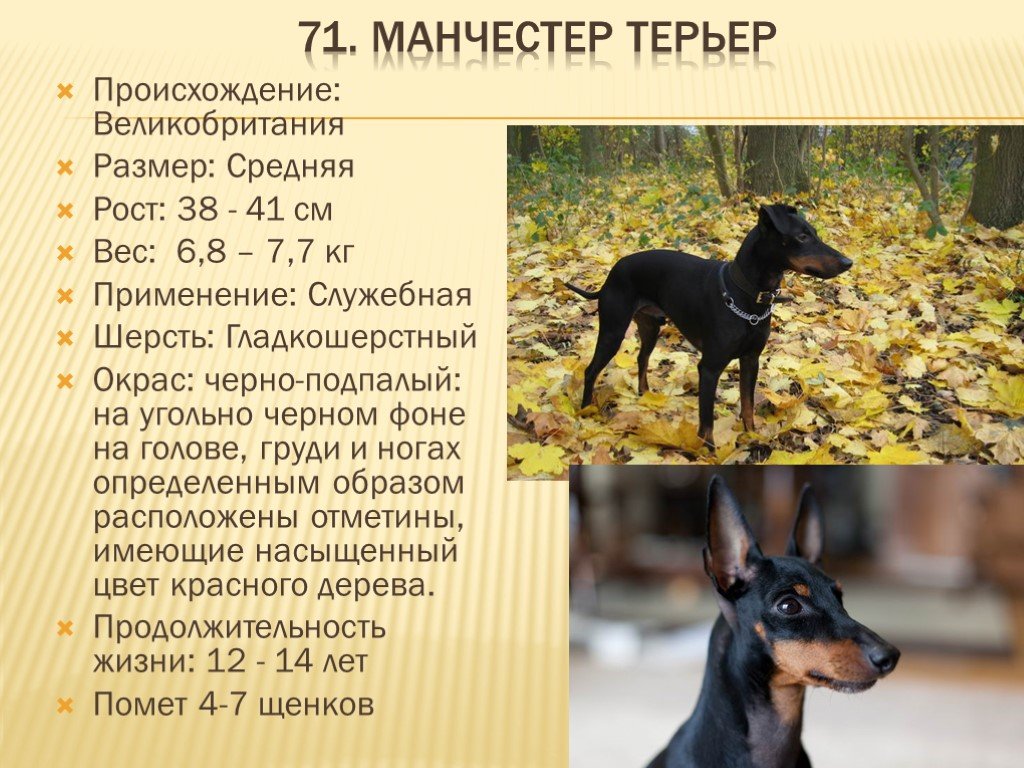 Русский той терьер мини длинношерстный * характер, чем кормить собаку