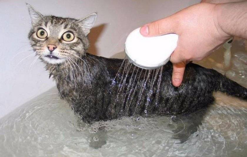Как помыть кота