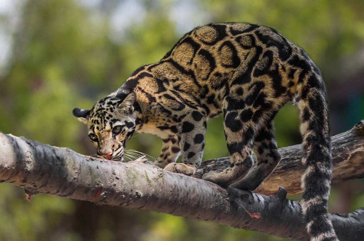 Описание азиатской леопардовой кошки (алк): окрас, характер и уход