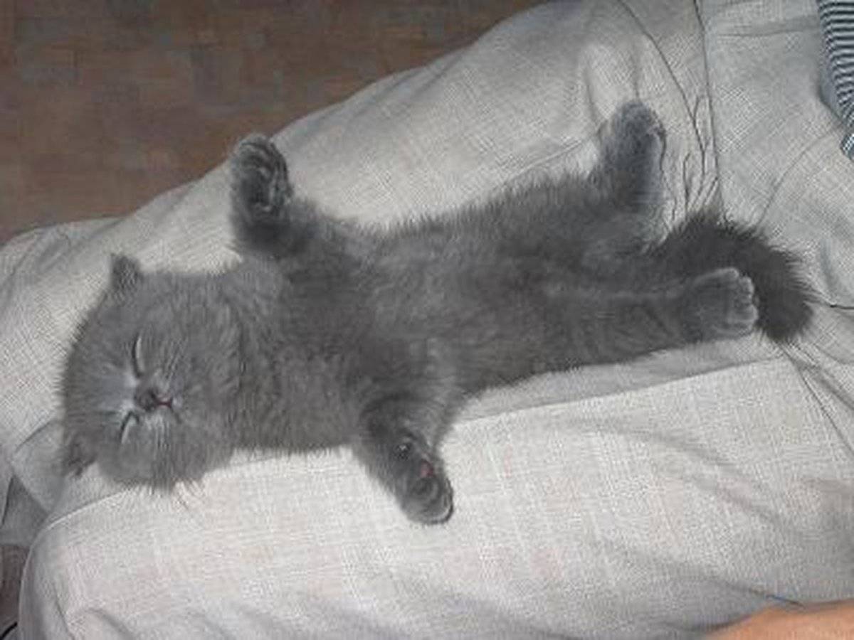 Британский котенок на кровати