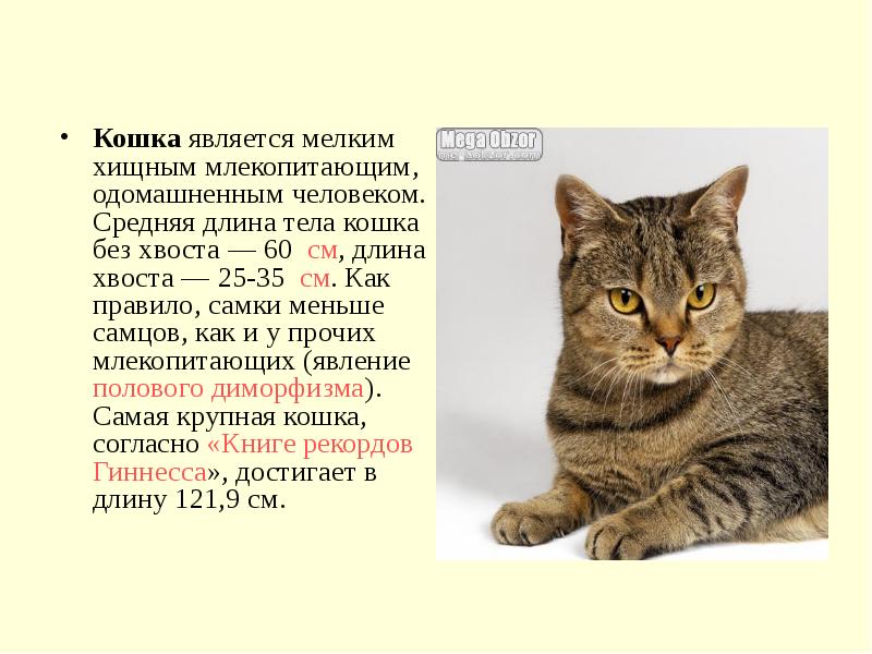 План описания кота