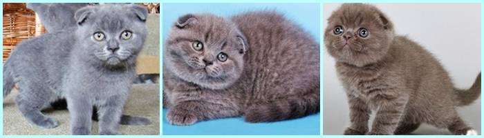 Вислоухий британец – описание породы и характер кота