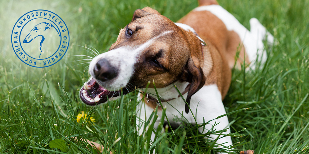 Почему собаки едят траву (пырей или осоку)? собака может поедать много травы для стимуляции рвоты