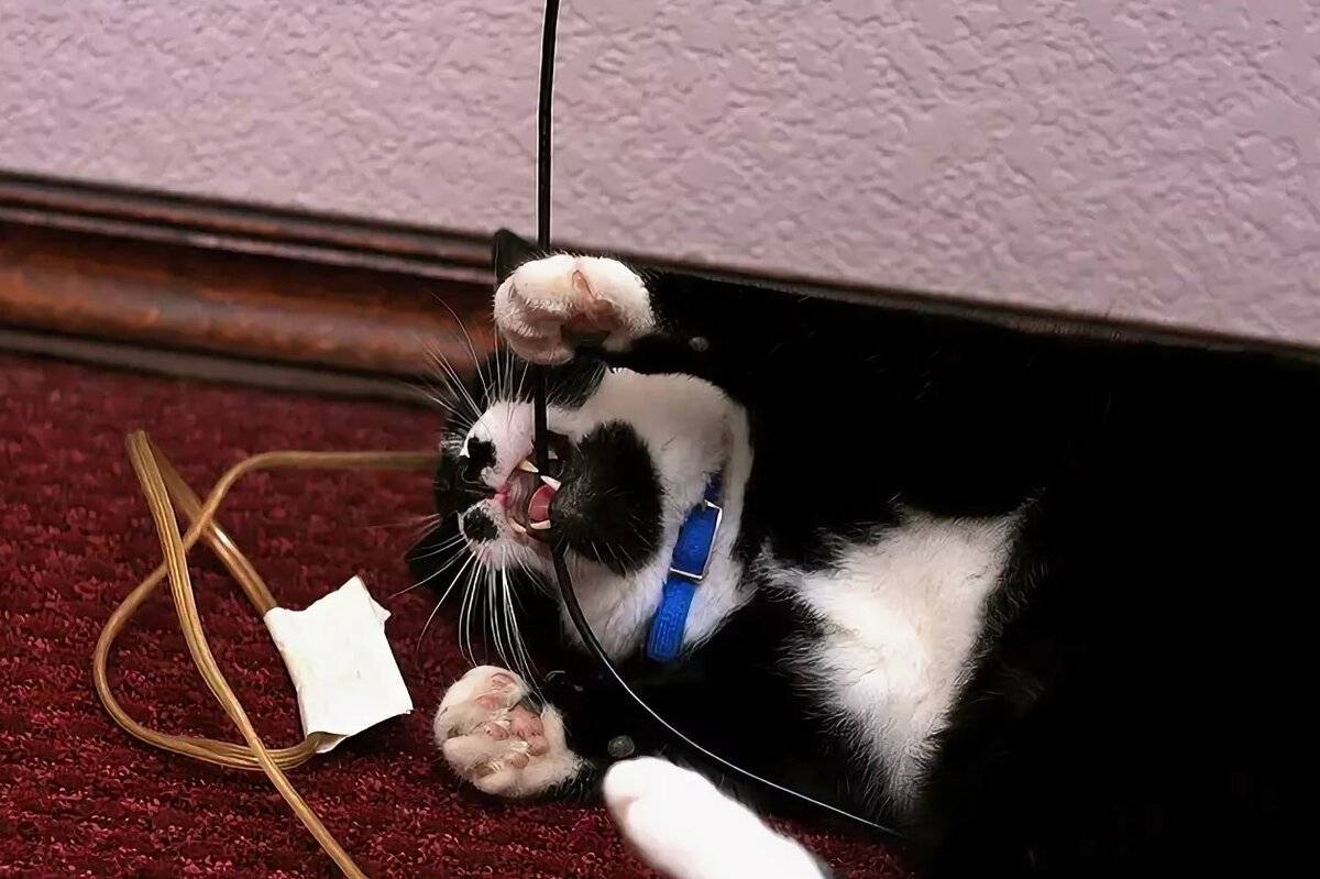 Как отучить кошку грызть провода: 9 эффективных способов