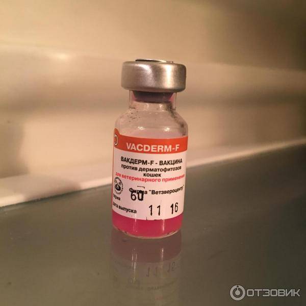 Прививка от лишая для кошек: эффективность вакцинации от грибковых инфекций, обзор средств