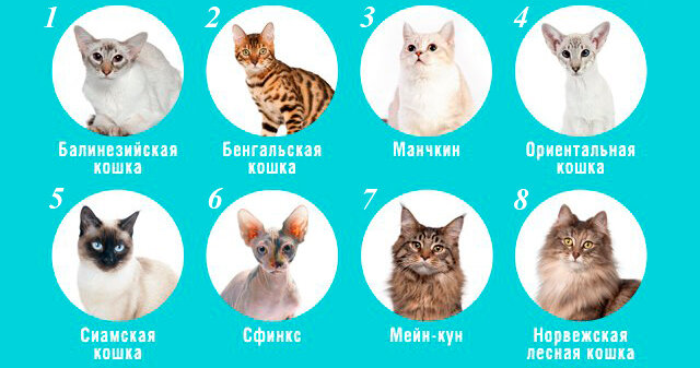 Топ-10 самых умных пород кошек: особенности, фото, рейтинг