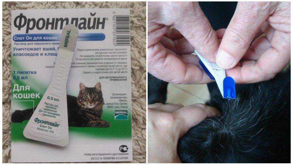 Фронтлайн для кошек, инструкция по применению препарата от блох и клещей в виде спрея и капель