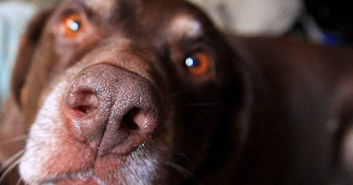 У собаки сухой нос: причины и что делать?