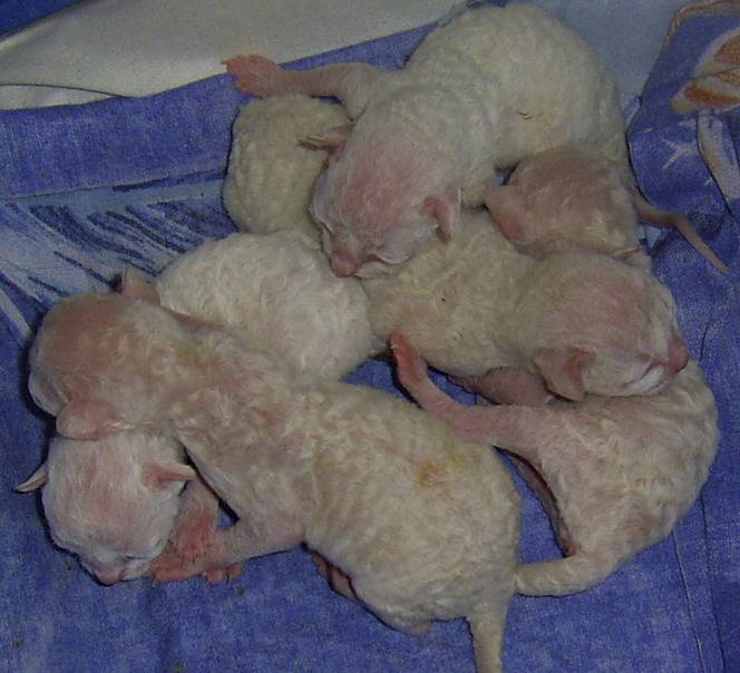 Новорожденные котята по дням фото