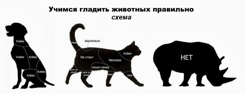 73 приметы и поверья о кошках и котах