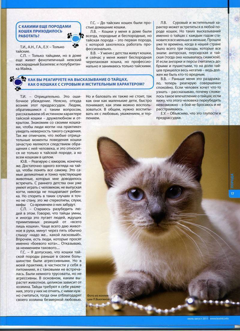 Сиамские и тайские кошки: отличия пород, описание и характер | medeponim.ru