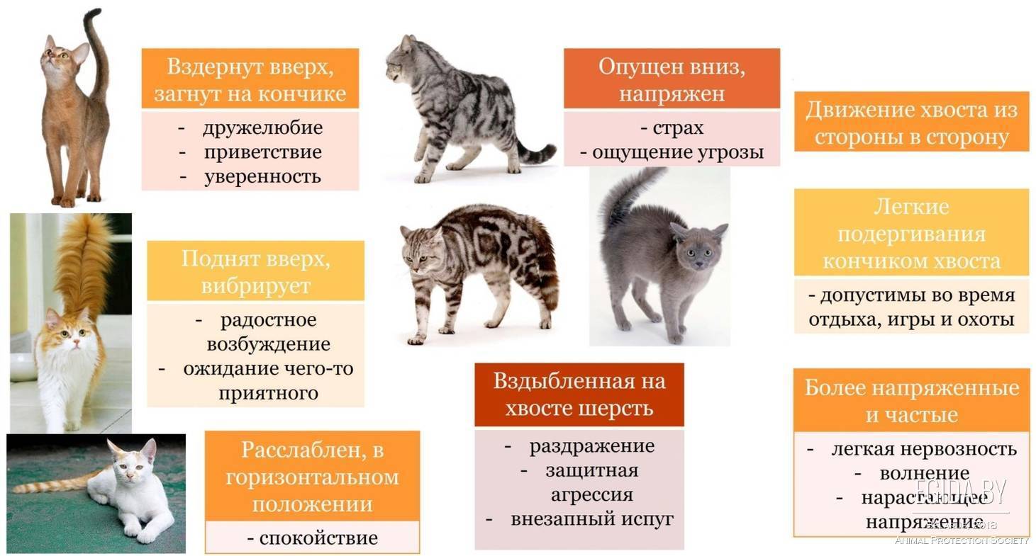 Причины виляния хвостом у кошек: когда лежит, когда гладят и другие примеры