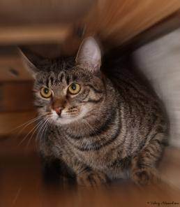 Окрас табби (тэбби) у кошек: виды и классификация, у каких пород встречается