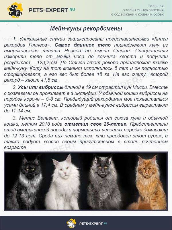 Размеры мейн-кунов (16 фото): рост взрослой кошки в сравнении с человеком, габариты больших котов. до какой длины вырастает мейн-кун?
