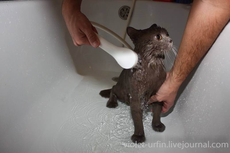 Как купать британского котенка: с какого возраста можно первый раз, как часто мыть?