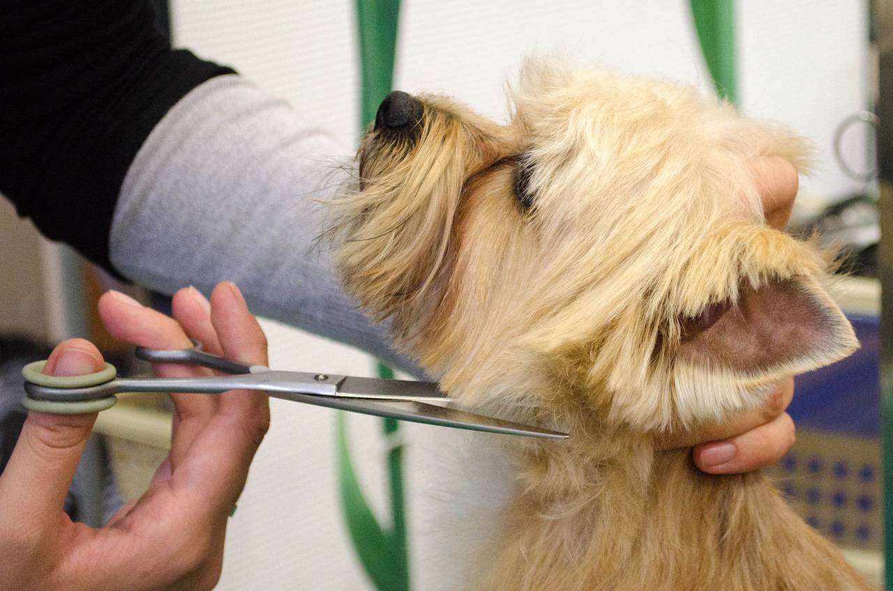 Можно стричь усы собаке и зачем это делать: что будет если их обрезать, для чего они нужны