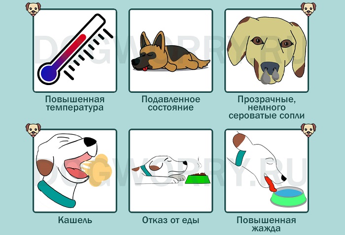 Кашель у собаки: симптомы причины и лечение сухого кашля или с мокротой.