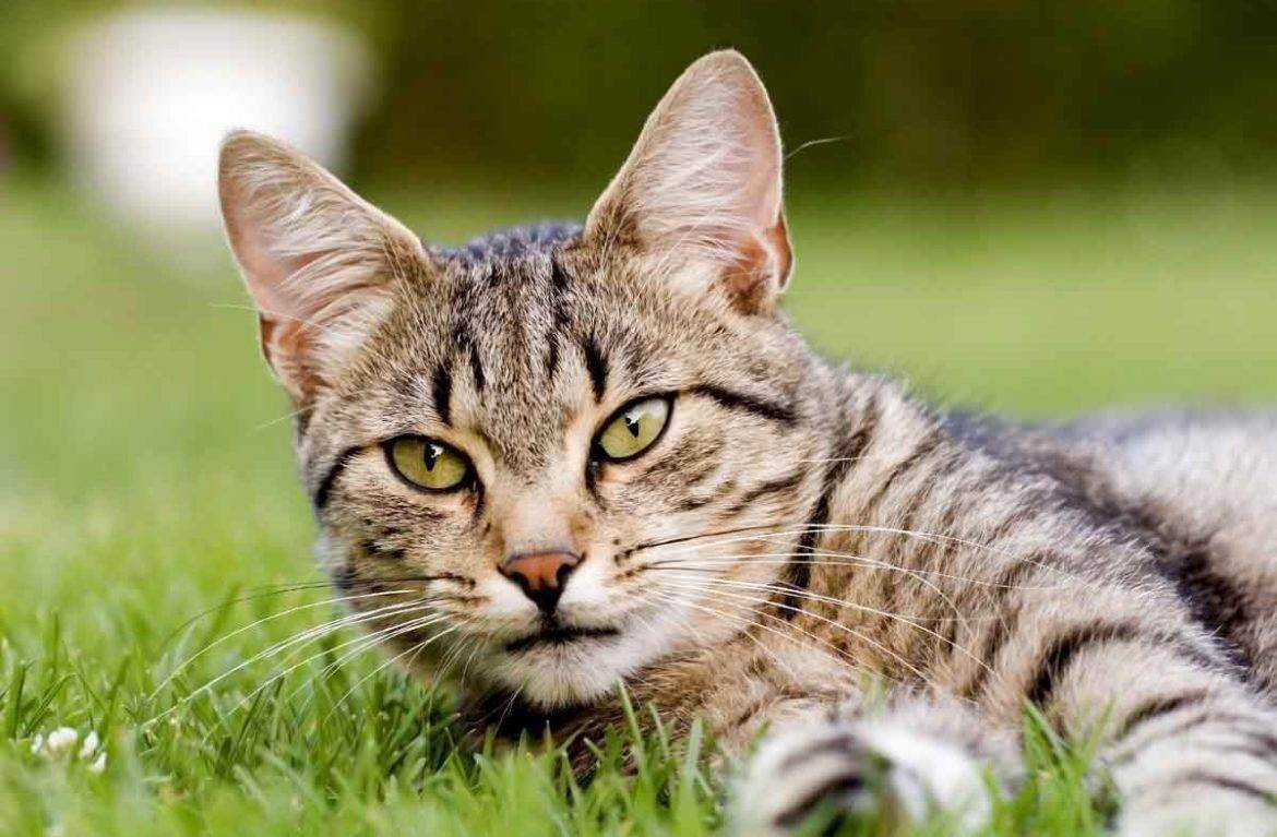 Поражения нервной системы у кошек: болезни и признаки