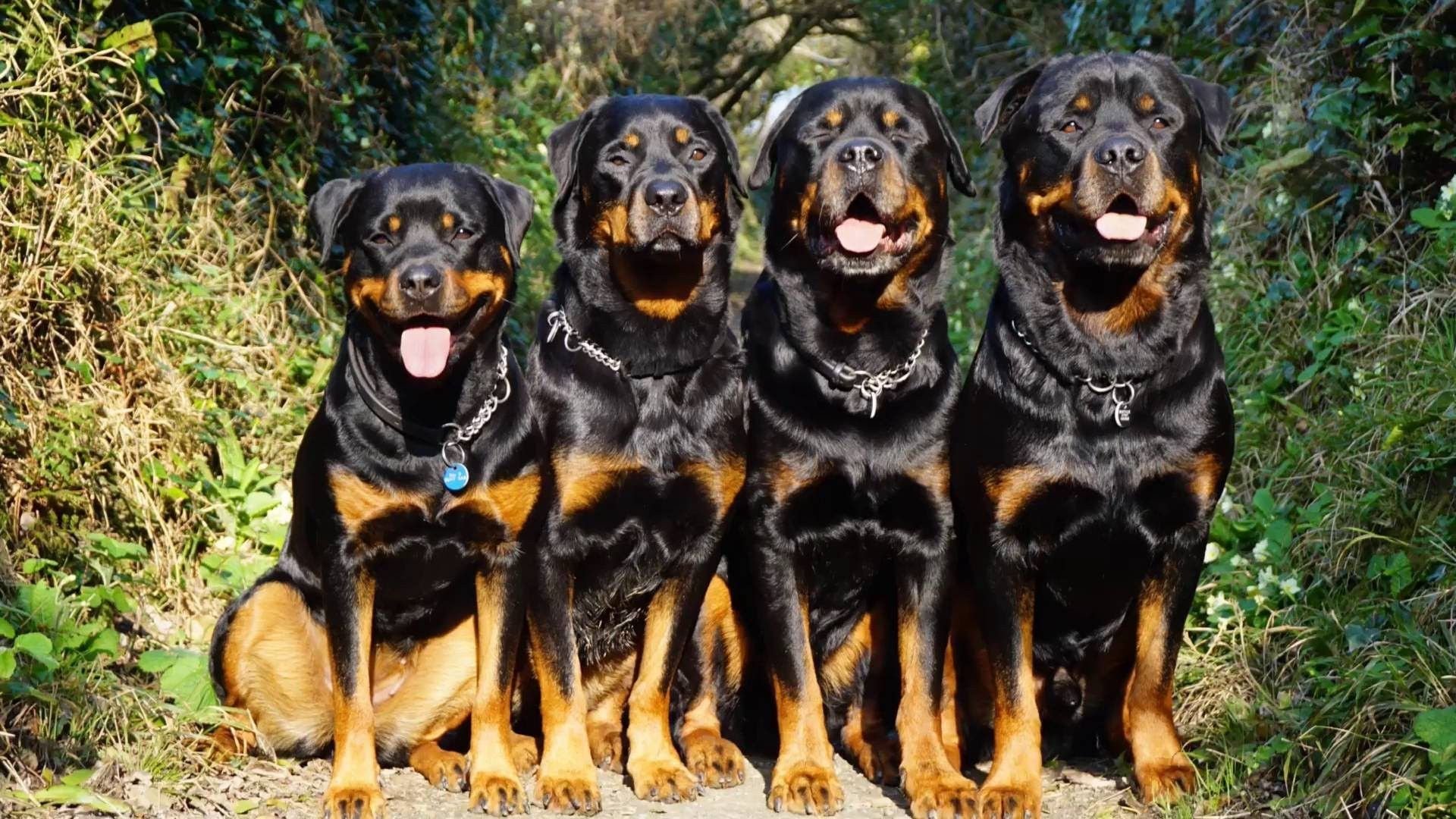 Охранные собаки: топ-10 пород