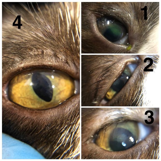 Удаление глаза у кошки: когда нужно удалять глазное яблоко, показания к операции, уход за котом