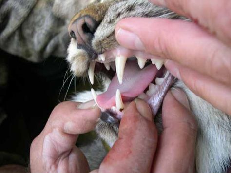 Челюсть кошки - строение, болезни, сколько зубов; зубной камень - нужно ли чистить (паста, щетки для кошек), удаление ультразвуком