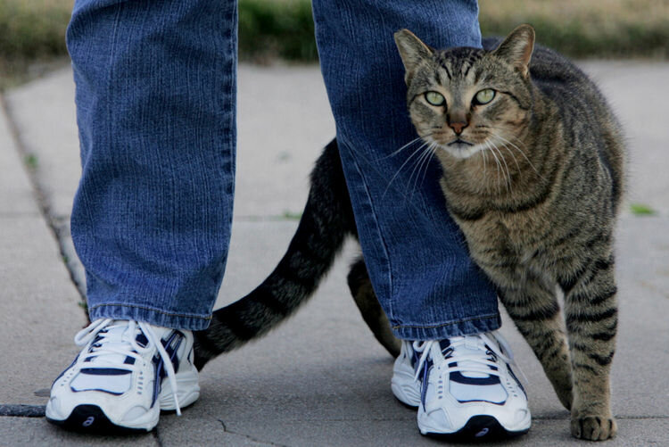 Почему кошки трутся,