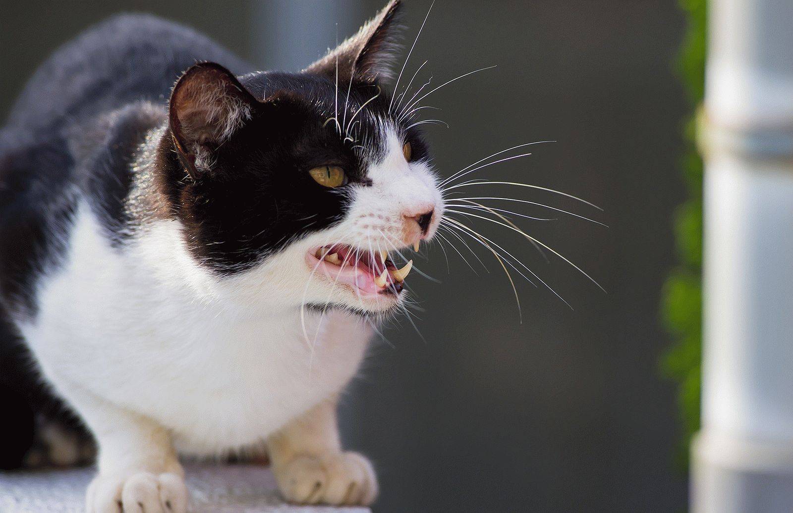 Агрессивный кот, основные причины и что делать? | дети фауны