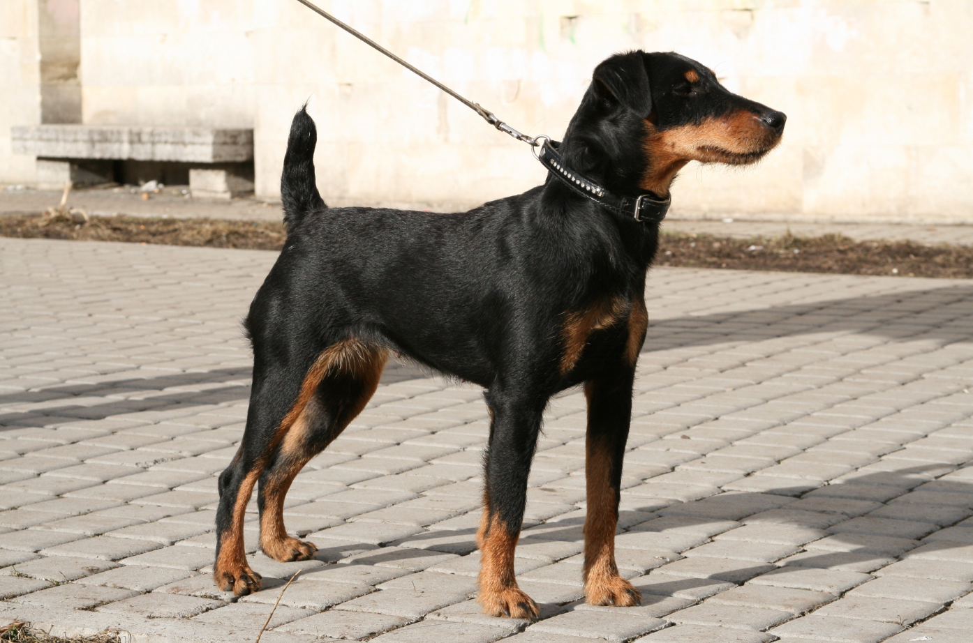 Немецкий ягдтерьер: характеристика и описание собаки, содержание