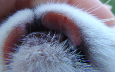 Аллергия у кота распухла губа