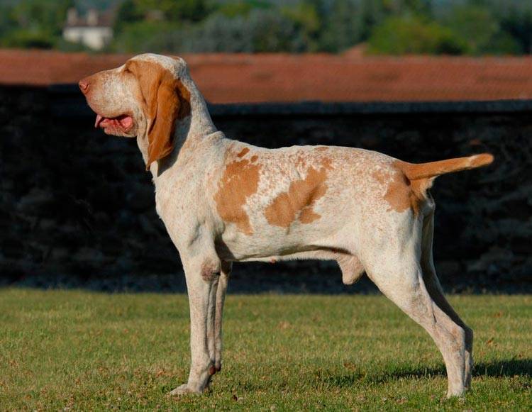 Итальянские породы собак - 10 наших любимых собак из италии