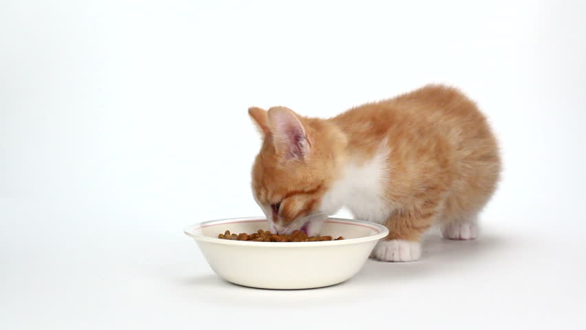 Как научить котенка кушать самостоятельно - kisa.su